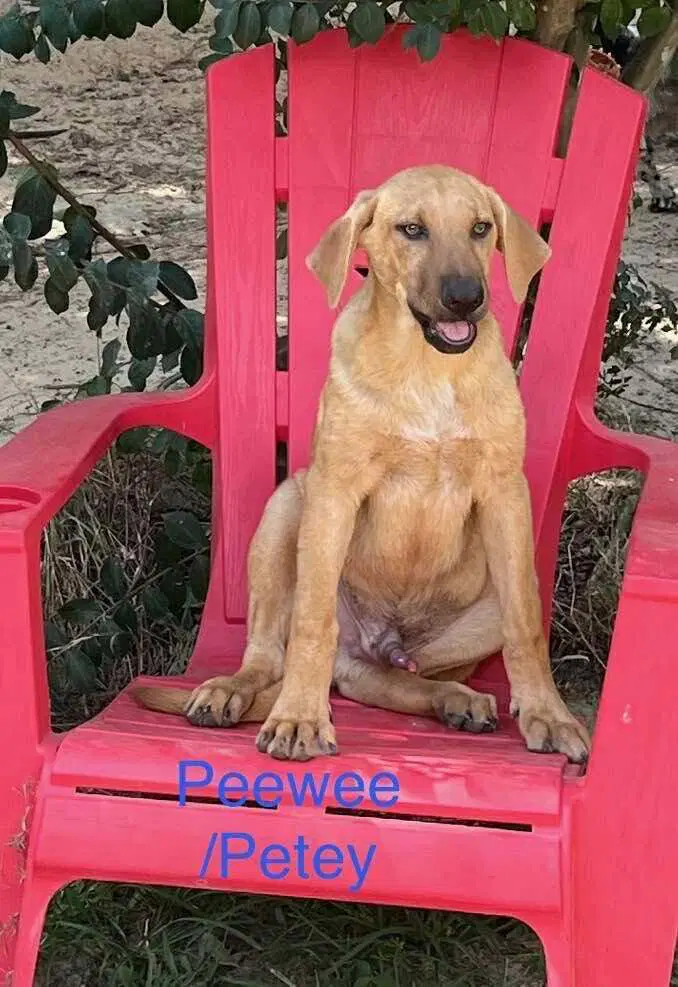 Peeweepeetie - Shepherd