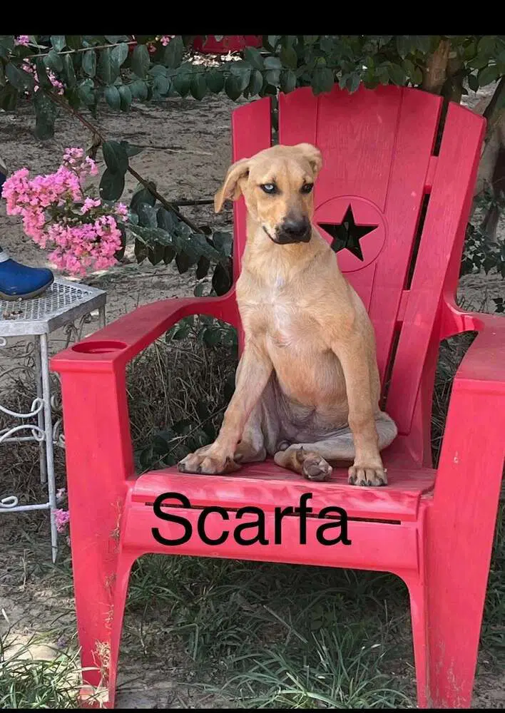 Scarfa - Shepherd