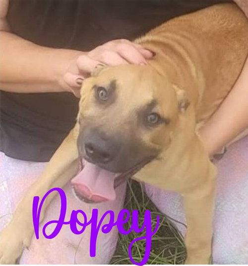 7 Dwarfs Litter photo 1