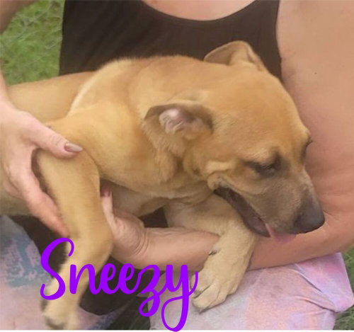 7 Dwarfs Litter photo 3