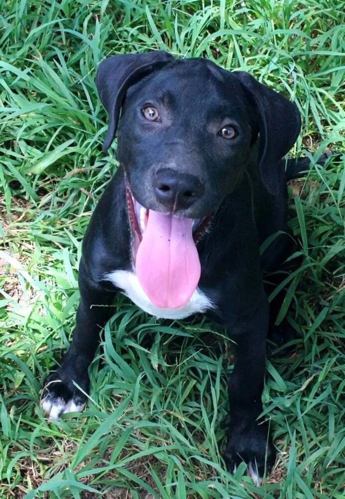 Yukon - Labrador Retriever