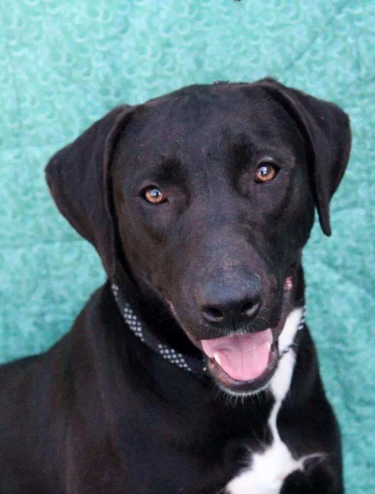 Ruffles - Labrador Retriever