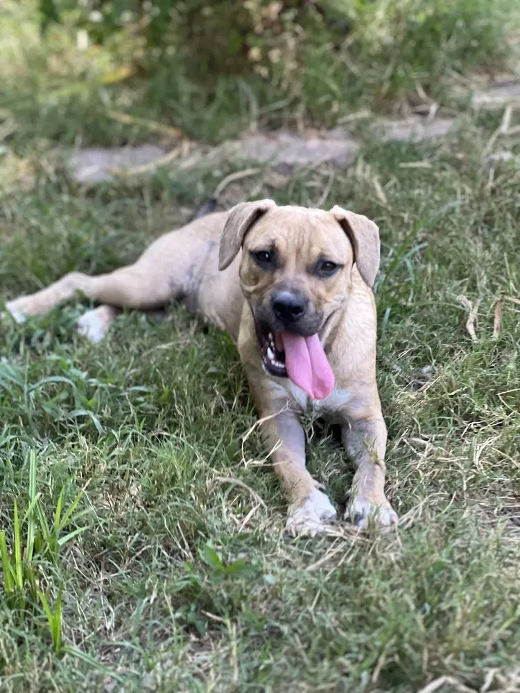Butterfly - American bully mix