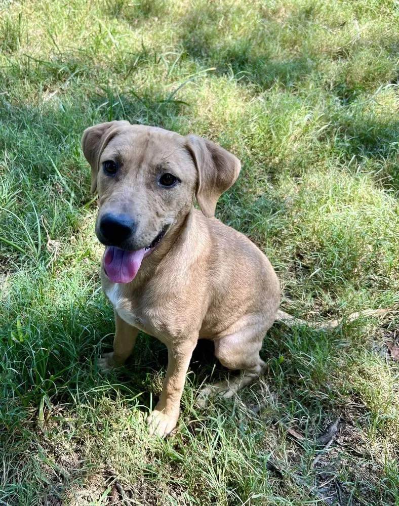 Phoenix - American bully mix