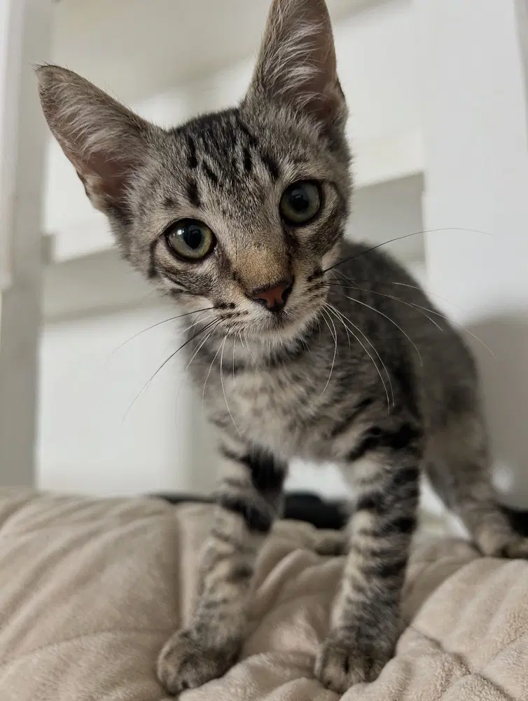 Princess Pauline - Domestic Short Hair