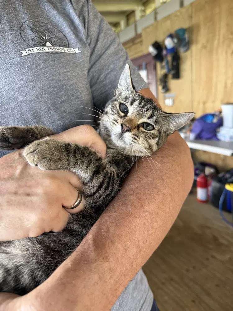 Princess Daisy - American Shorthair