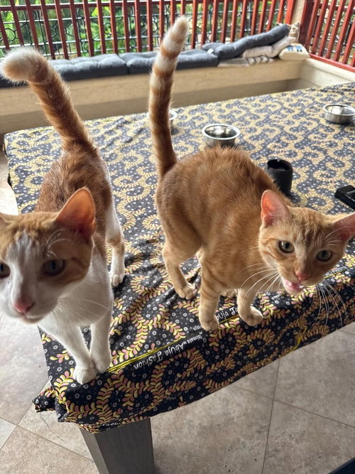 picture of the cat needing adoption