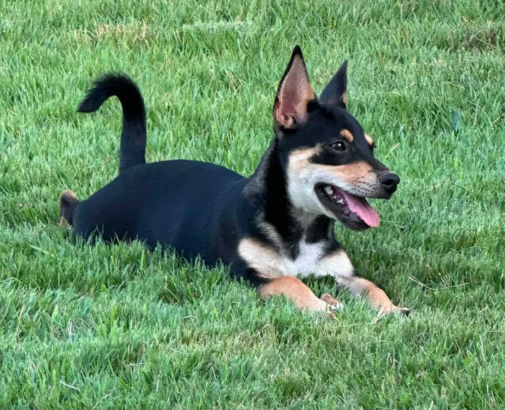 Allison image 3