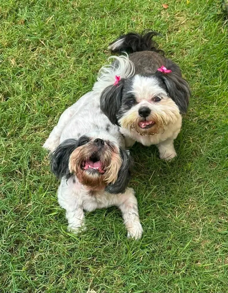 Klohe And Pebbles - Shih Tzu