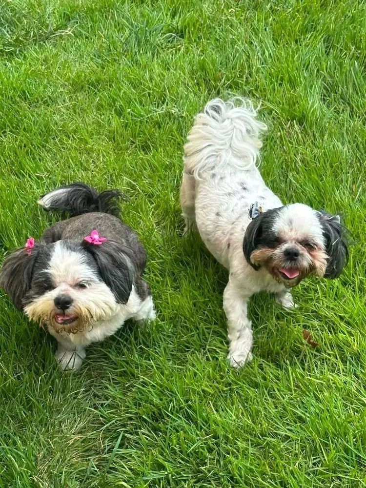 Klohe And Pebbles image 3