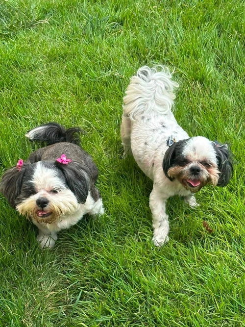 Klohe and Pebbles, photo 3