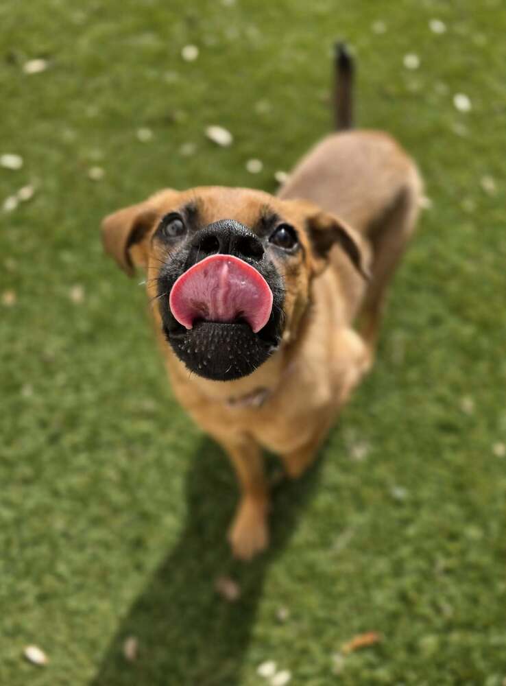 Trixie