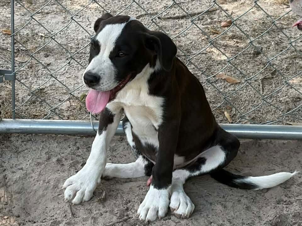 Petey - Hound
