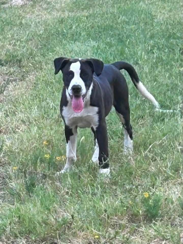 Petey image 2