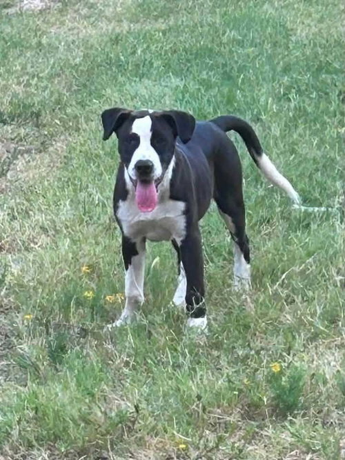 Photo 2 of Petey