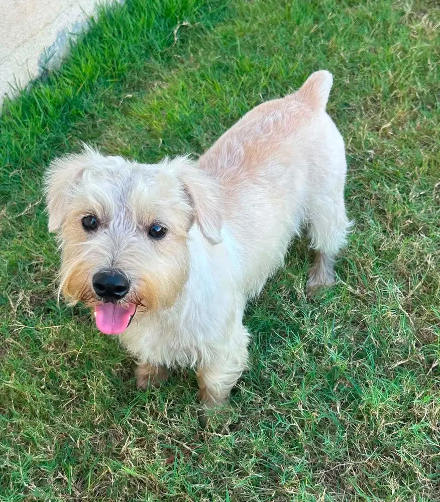 Pee Wee - Miniature Schnauzer