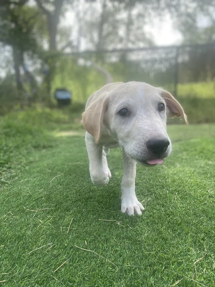 Jax image 2