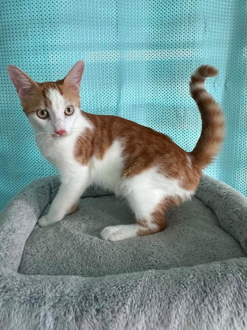 picture of the cat needing adoption