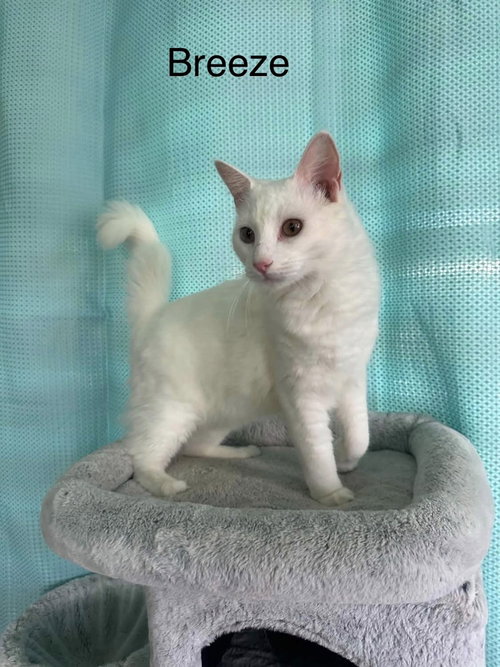 picture of the cat needing adoption