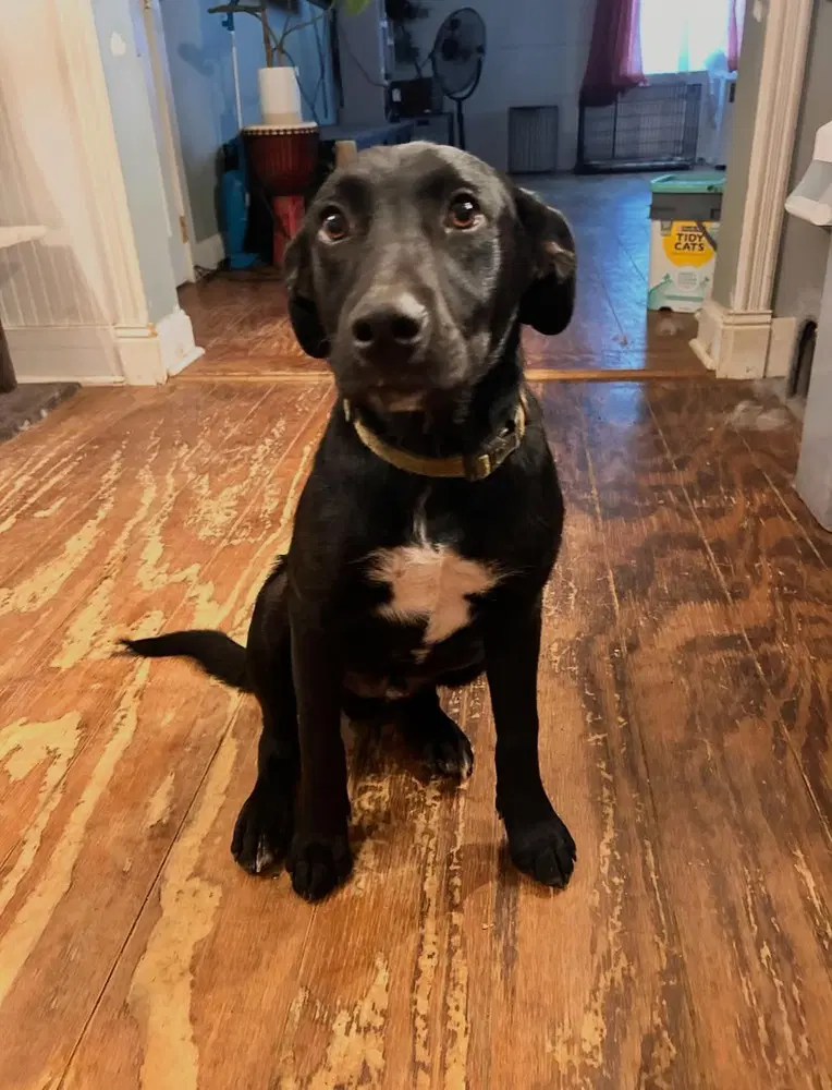Pip - Labrador Retriever