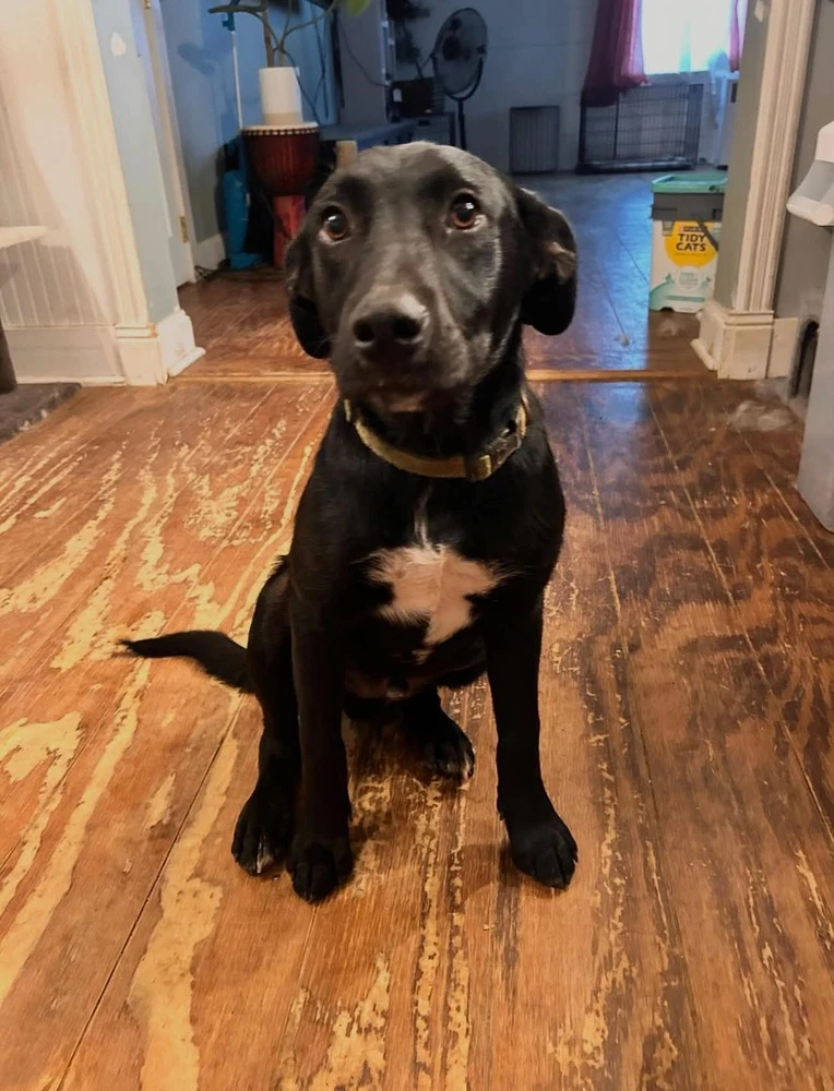Pip