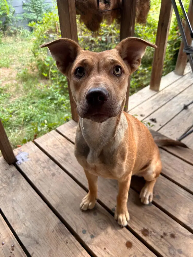 Belle - Cattle Dog