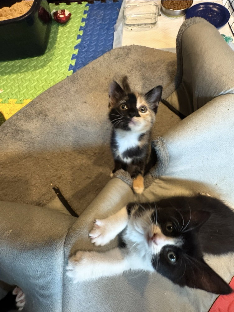 Pumpkin & Winnie, American Shorthair