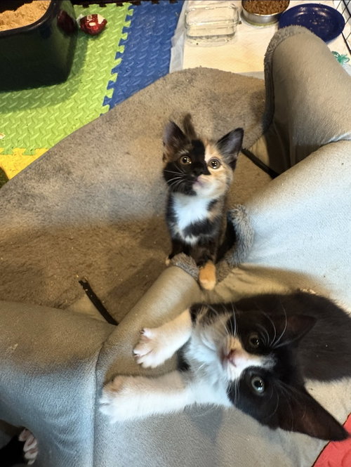 Pumpkin & Winnie, a cat for adoption from As Sweet As A Peach Animal Rescue Inc