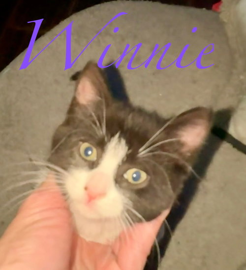 Photo 3 of Pumpkin & Winnie