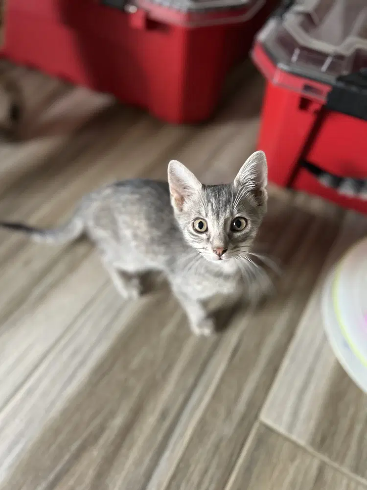 Oreo  Smokey image 4