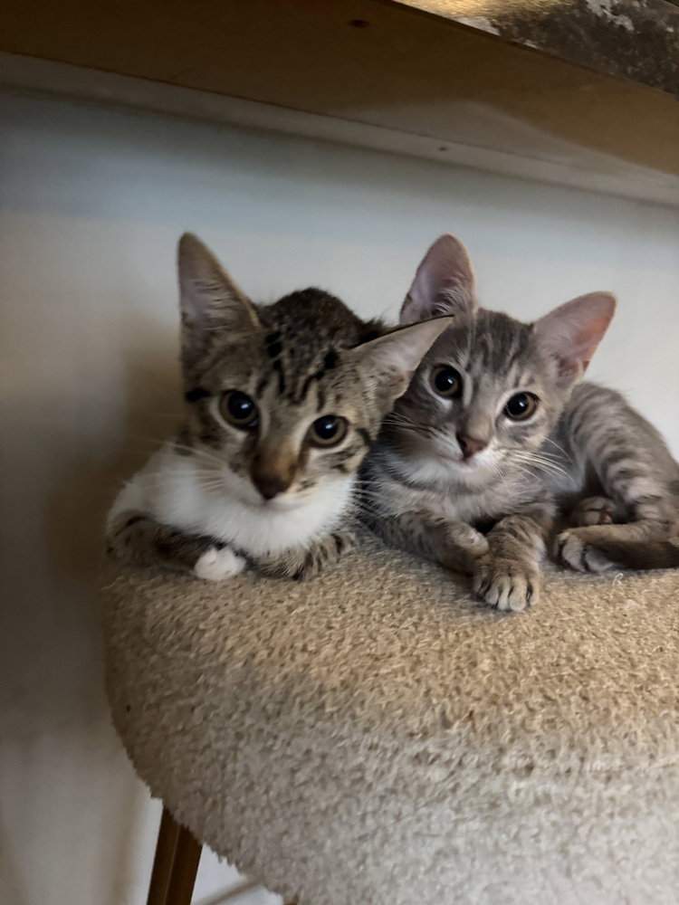 Oreo & Smokey