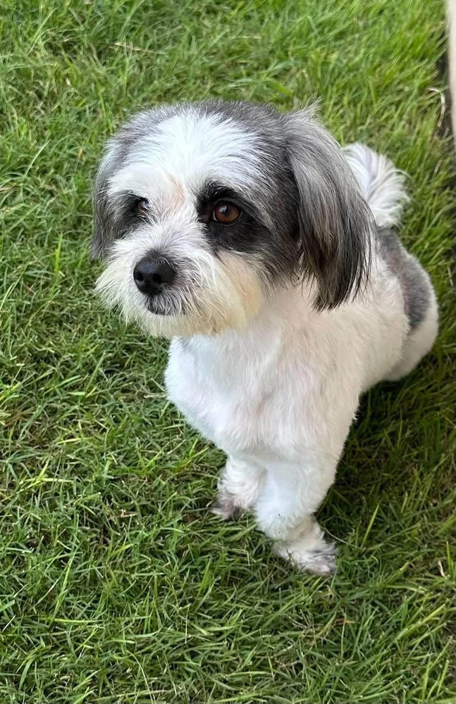 Rubi