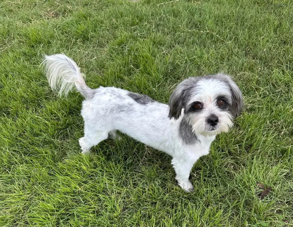 Rubi image 2
