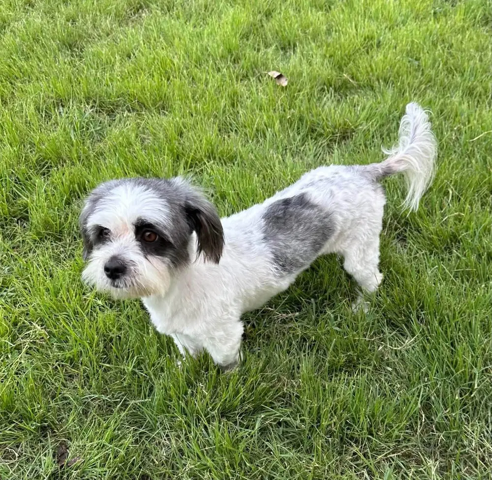 Rubi image 3