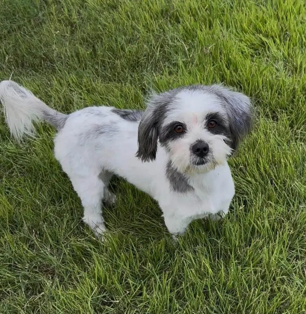 Rubi image 4