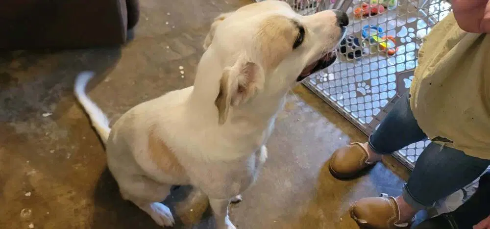Honey Honeybear - Anatolian Shepherd