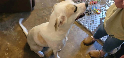 Honey (HoneyBear), Anatolian Shepherd / Labrador Retriever / Mixed