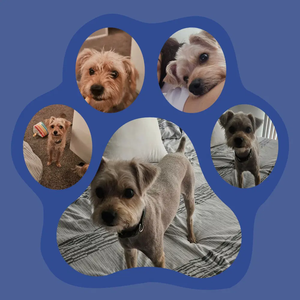 Toby - Yorkshire Terrier Yorkie