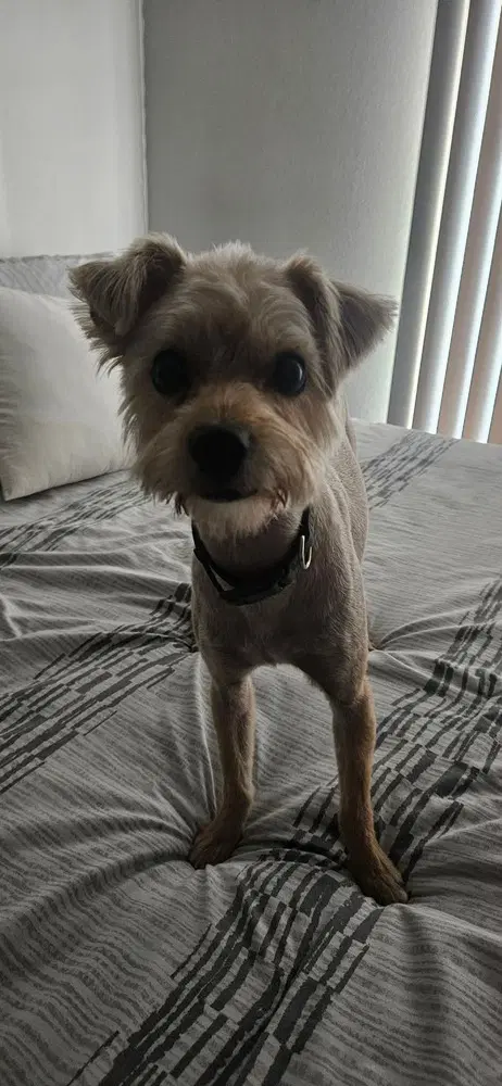 Toby image 3