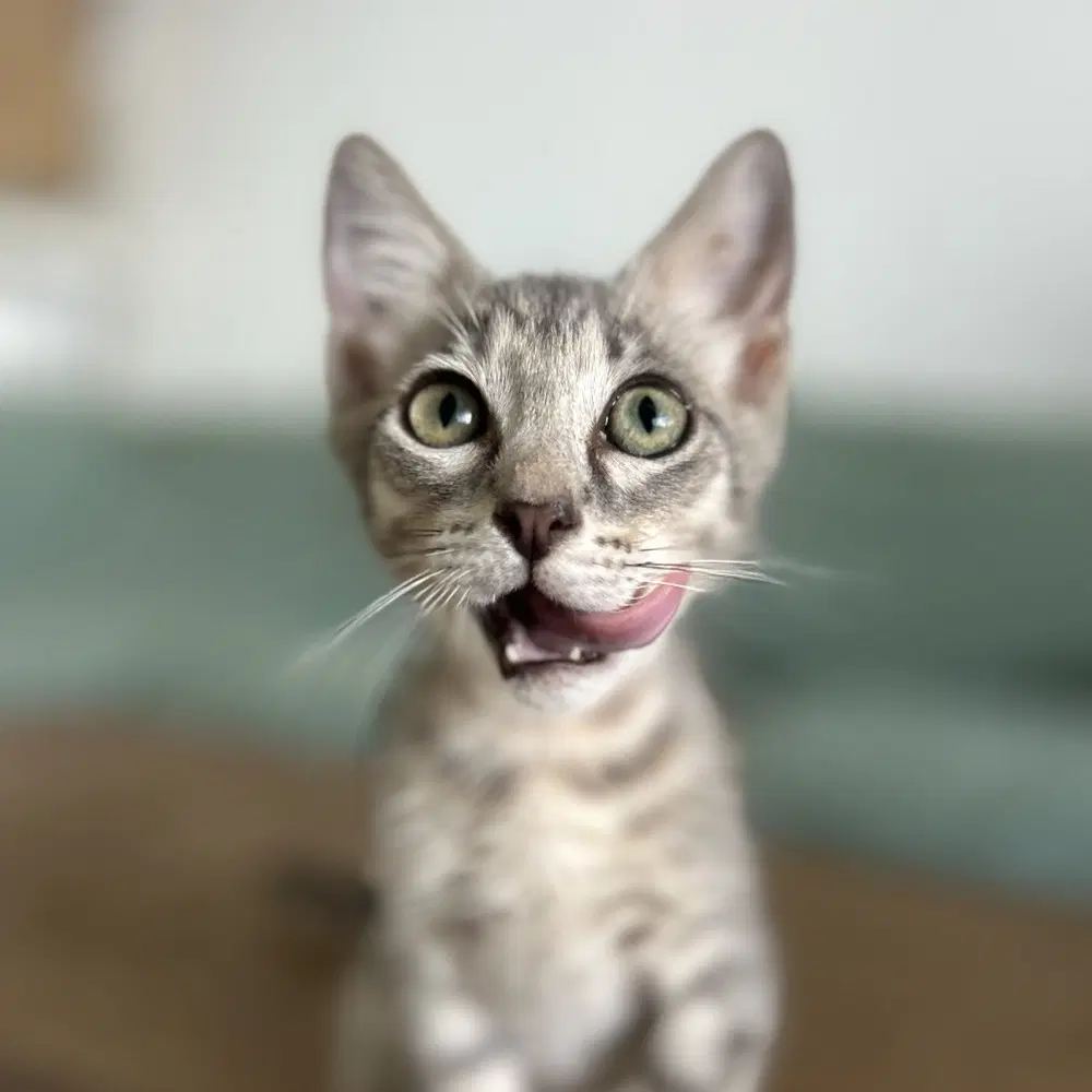 Quigly  Dusty - Domestic Short Hair