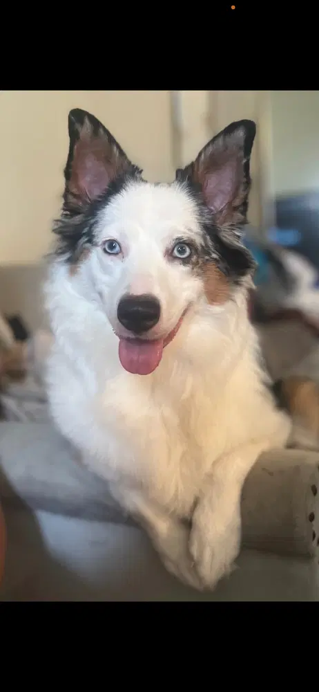 Luna - Australian Shepherd