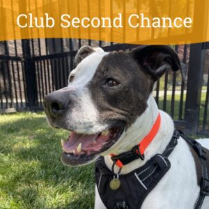 adoptable Dog in Oakland, CA named Colonel Chance