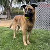 adoptable Dog in Oakland, CA named Glyco