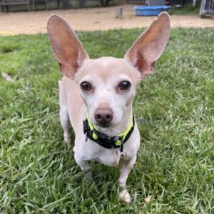 adoptable Dog in Oakland, CA named Bizzy