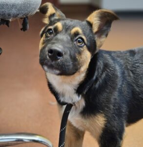 adoptable Dog in Oakland, CA named Rohan