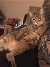 adoptable Cat in sicklerville, nj, NJ named Phoenix