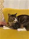 adoptable Cat in sicklerville, nj, NJ named Precious Pete