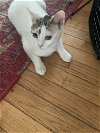 adoptable Cat in sicklerville, NJ named Oatmeal