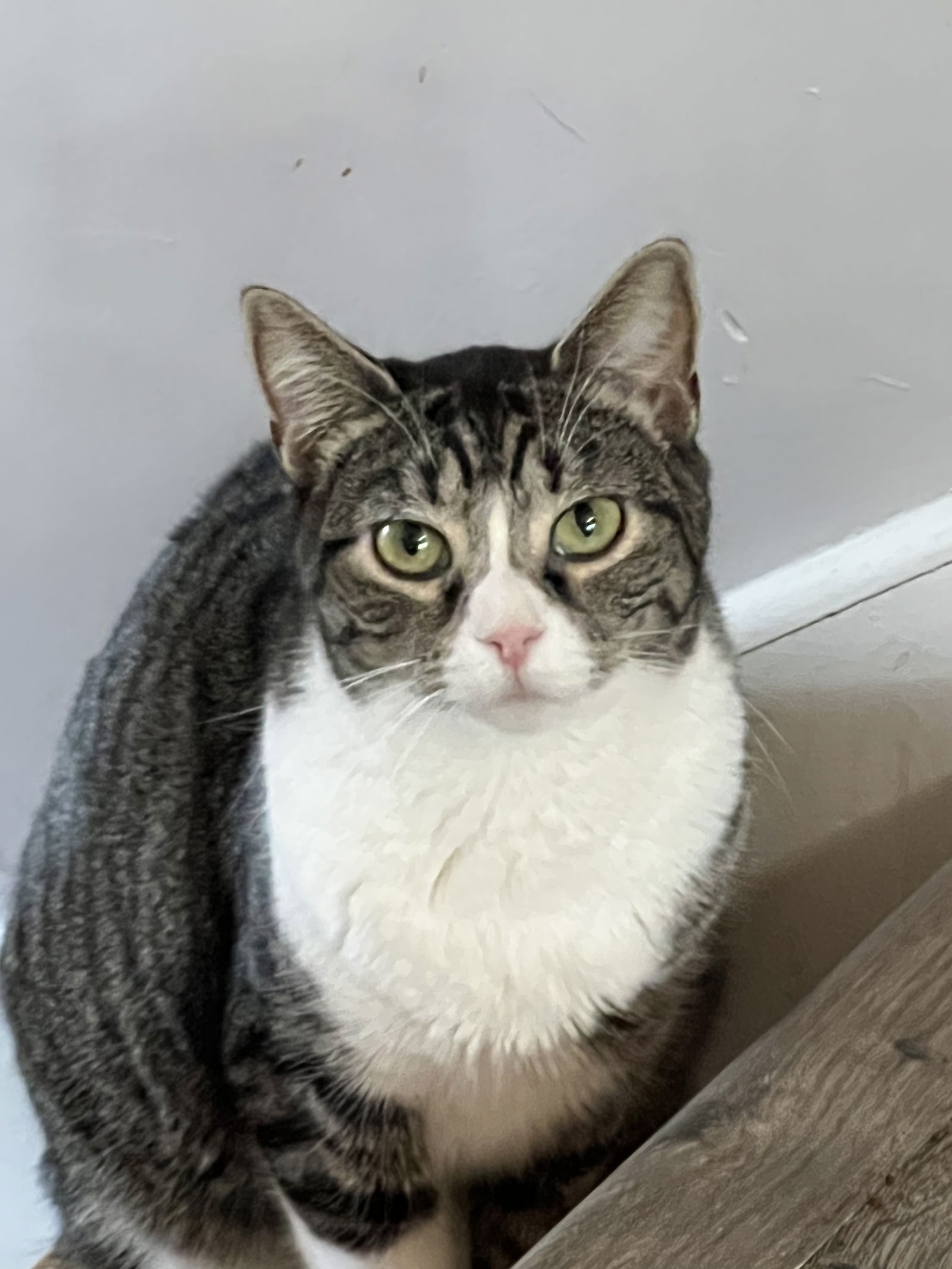 adoptable Cat in Sicklerville, NJ named Brody