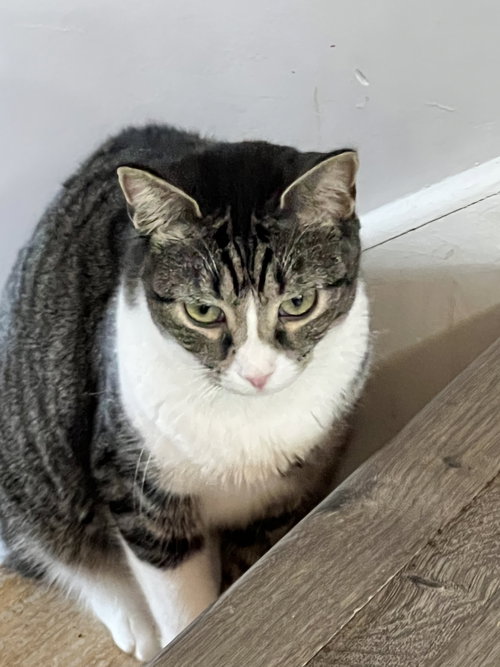 BRODY - Domestic Short Hair available for adoption